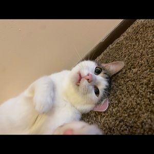 Meet your Posher, Ava